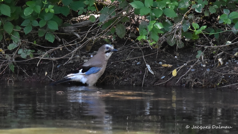 Geai des chênes juvénile.jpg